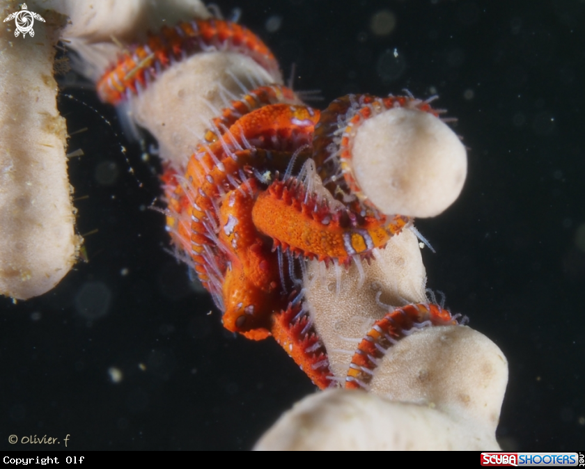 A Serpent starfish 