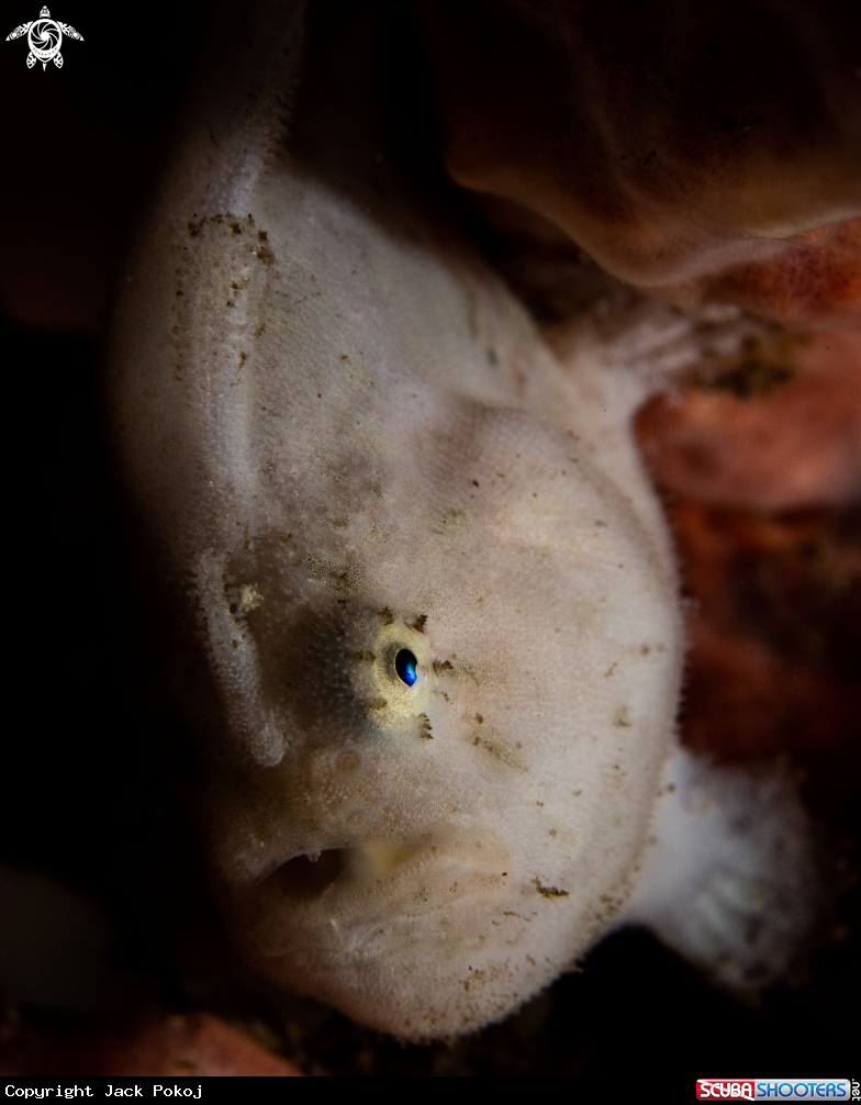 A Painted frogfish