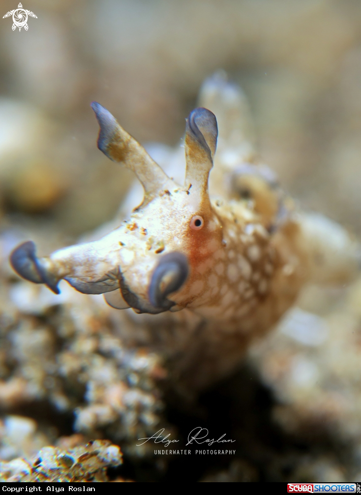 A Aplysia Parvula