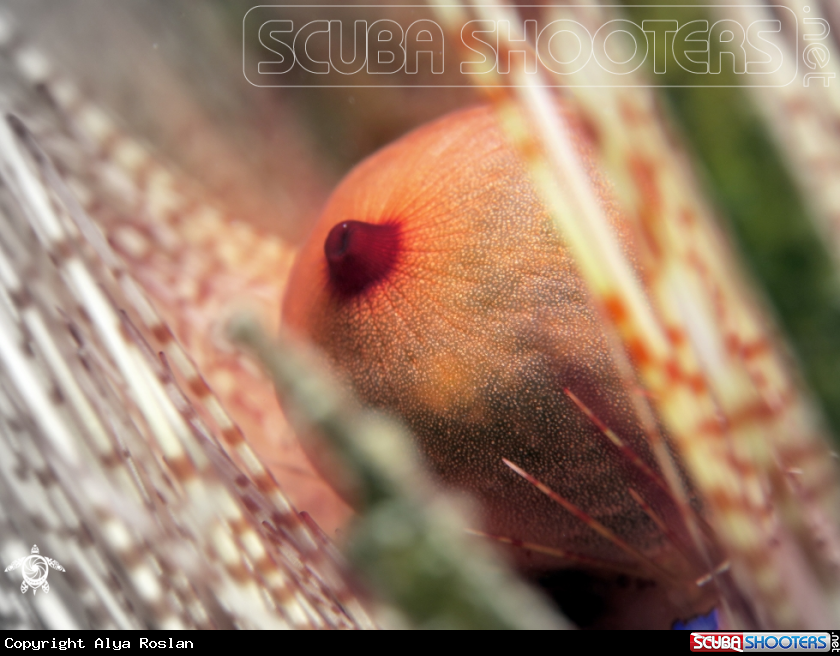 A Sea Urchin Astropyga