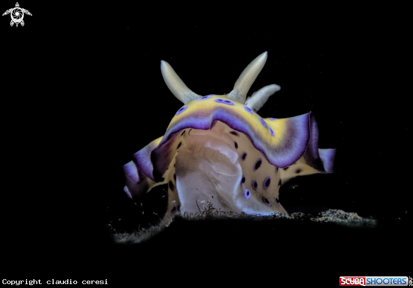 A Chromodoris Genimus 