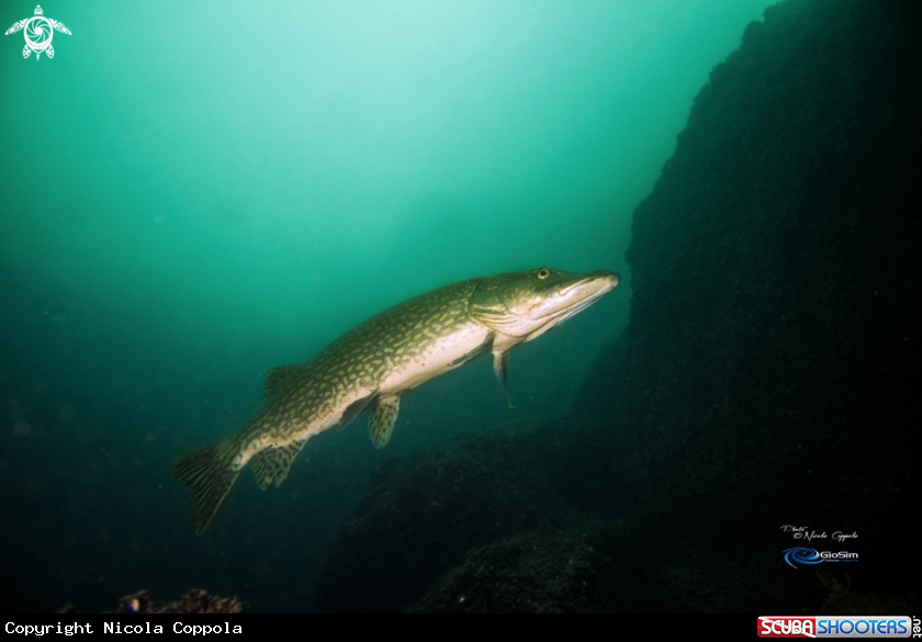 A pike profile