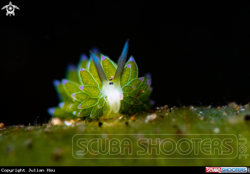 A Leaf-sheep Nudibranch