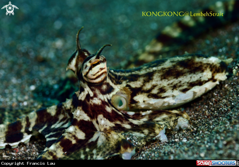 A Mimic Octopus