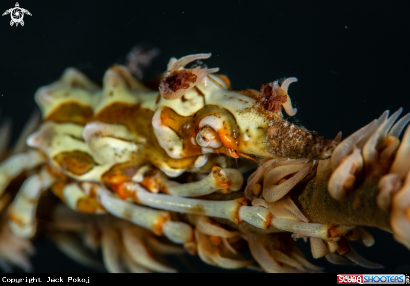 A Xeno crab 