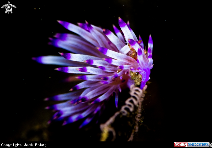 A Coryphellina exoptata,