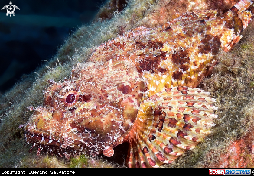 A Scorpaena scrofa