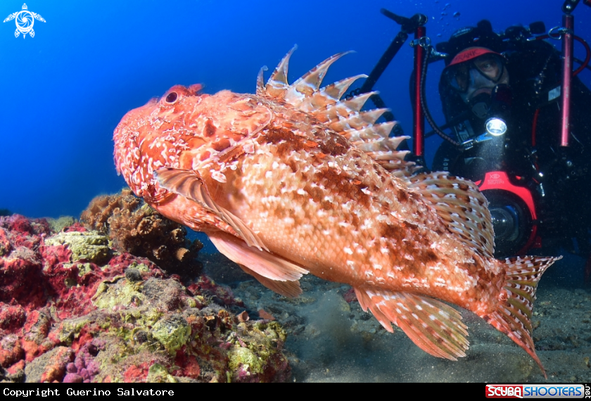 A Scorpaena scrofa