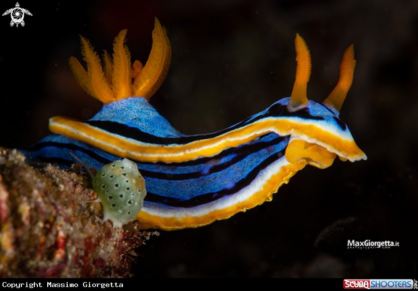 A nudibranch