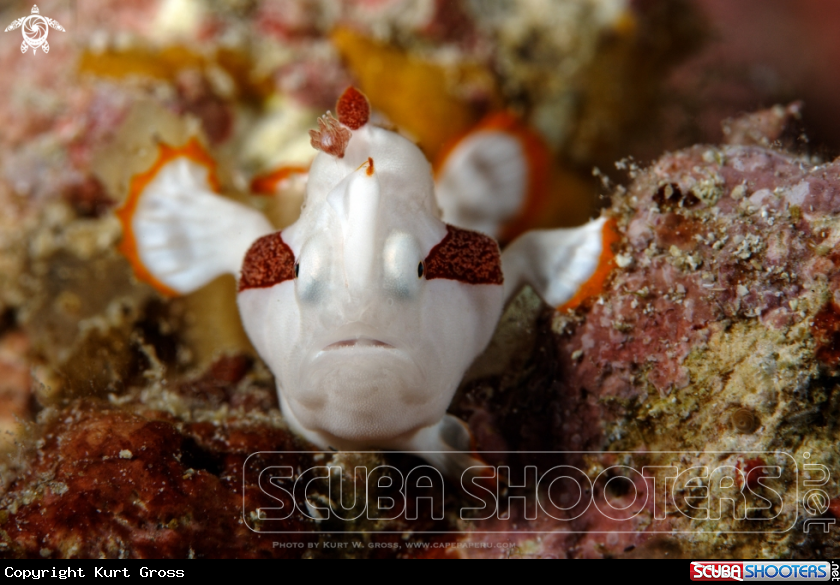 A Painted Froggfish