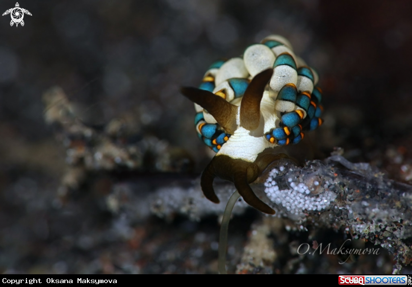 A Trinchesia sp