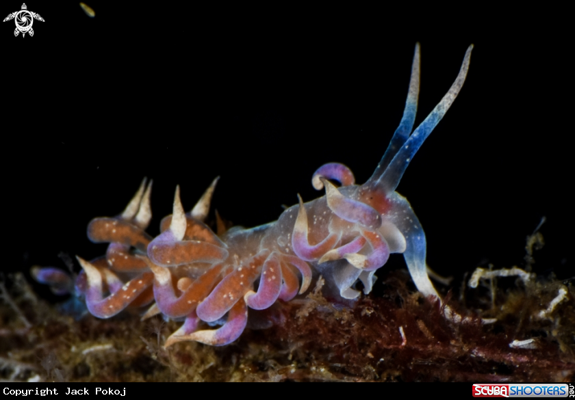 A Phyllodesmium poindimiei