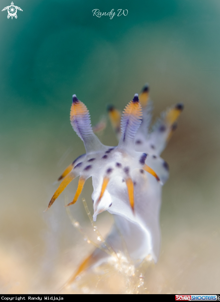 A Nudibranch