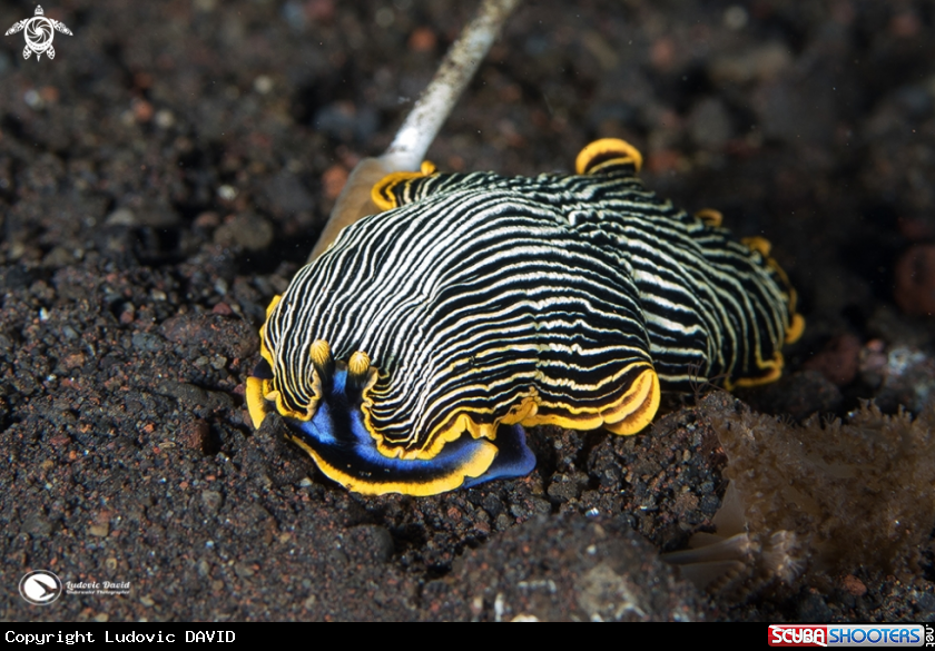 A Armina Nudibranch