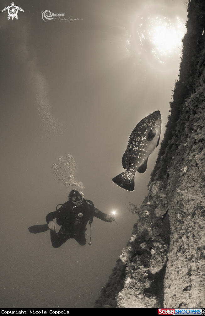 A  Brown grouper black & white