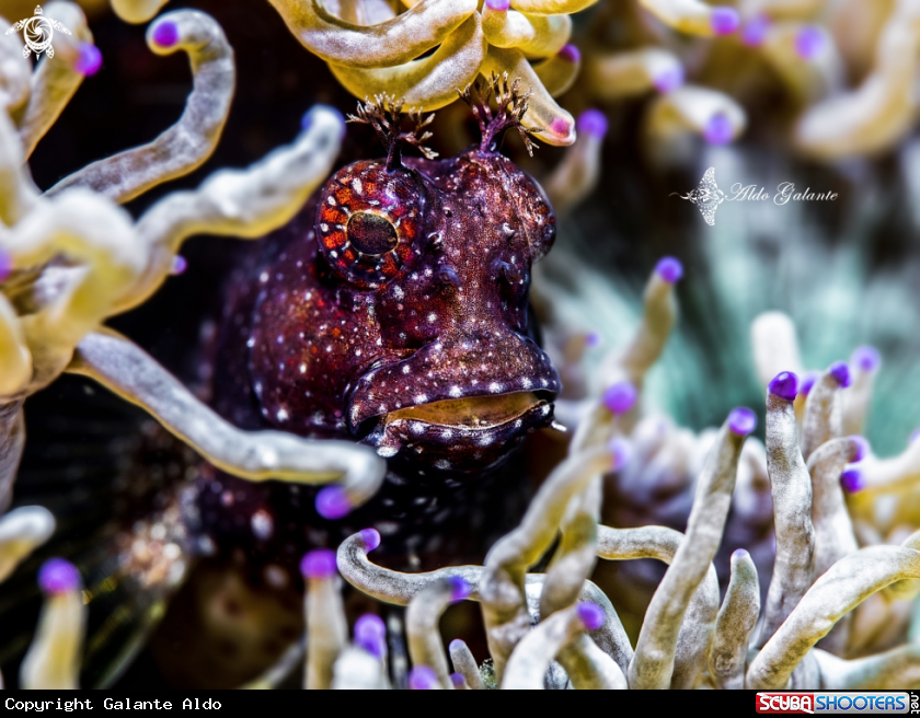 A Starry Blenny 