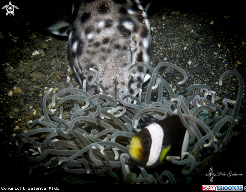 A Clownfish and Shark