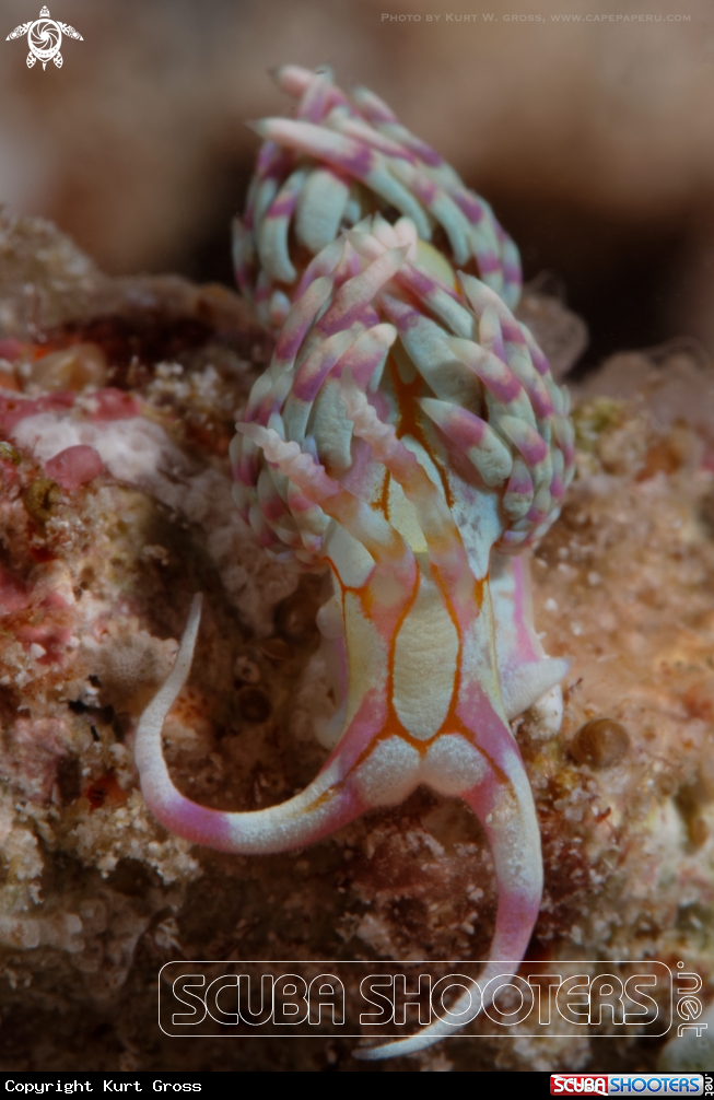 A Nudibranche