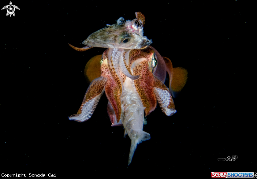 A Squid