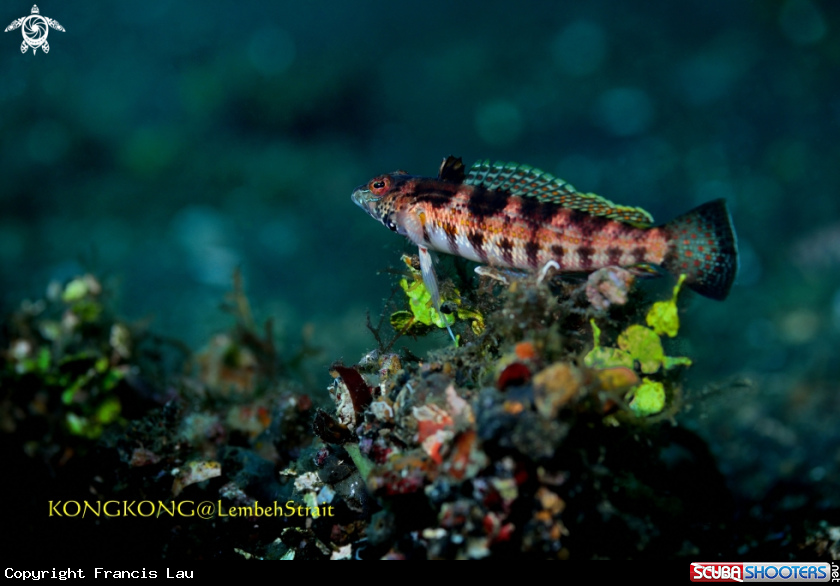 A Blackfin Sandperch
