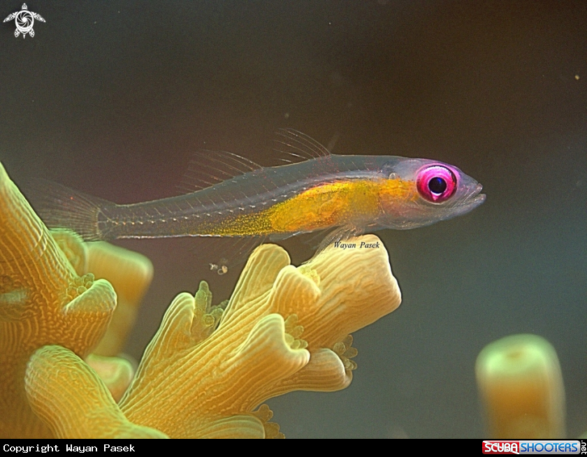 A Pink eye Goby 