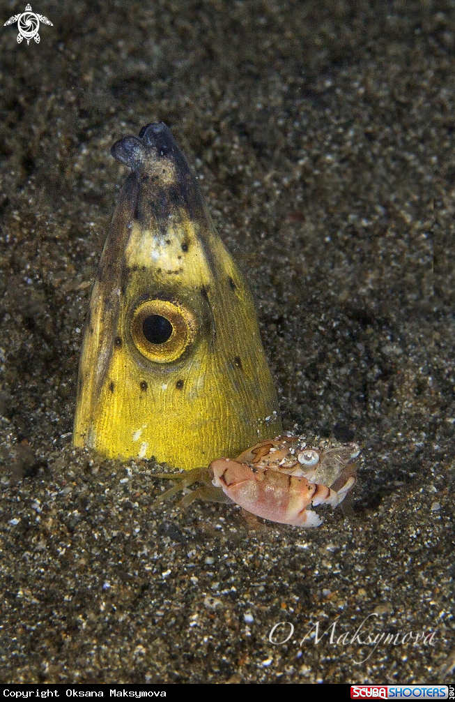 A Highfin snake eel( Ophichthus altipennis ) with crab (Lissocarcinus laevis)