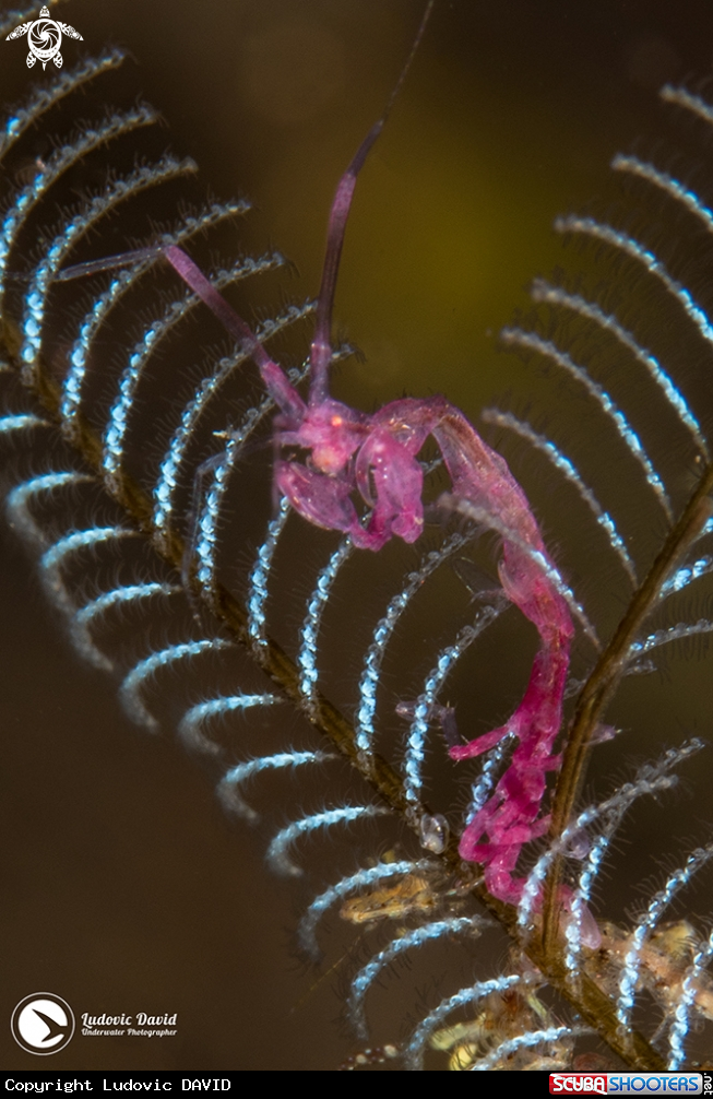 A Skeleton Shrimp