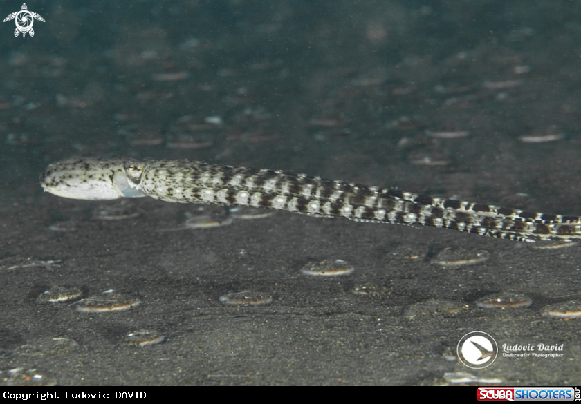 A Mimic Octopus