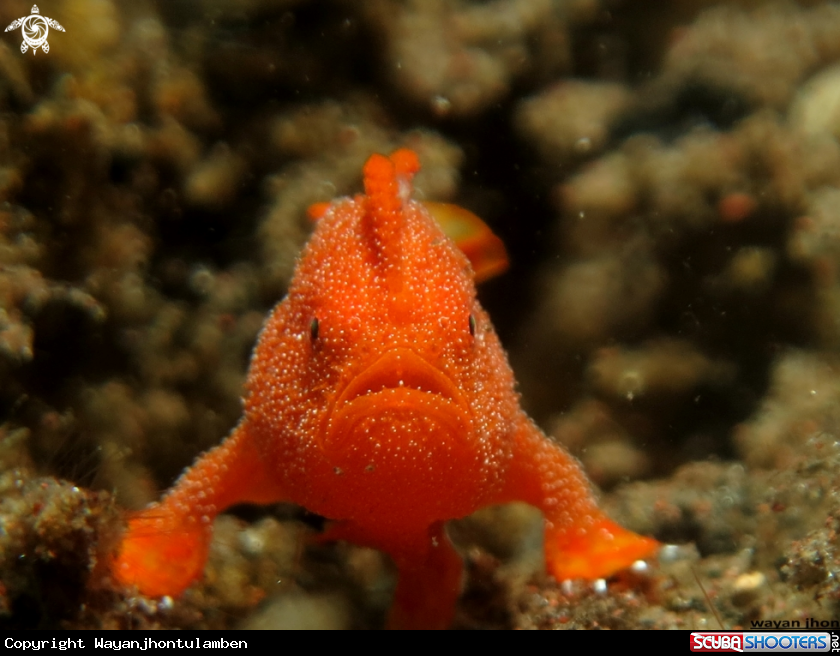 A Baby Frogfish