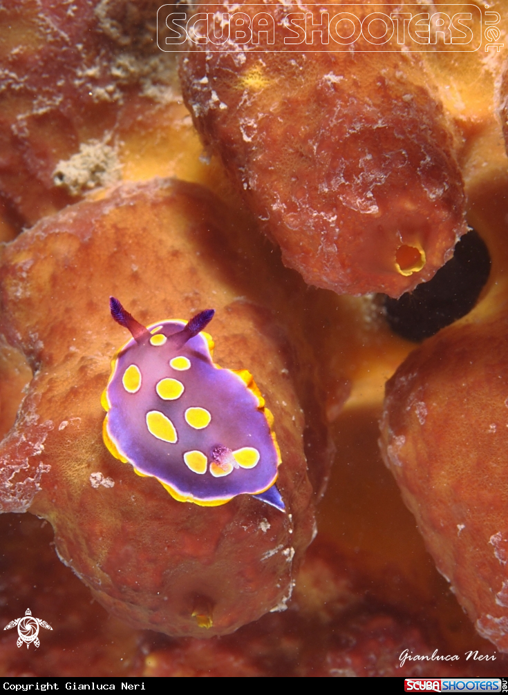 A Luteorosea and sponge