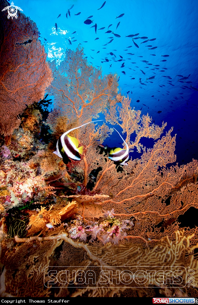A false moorish idol