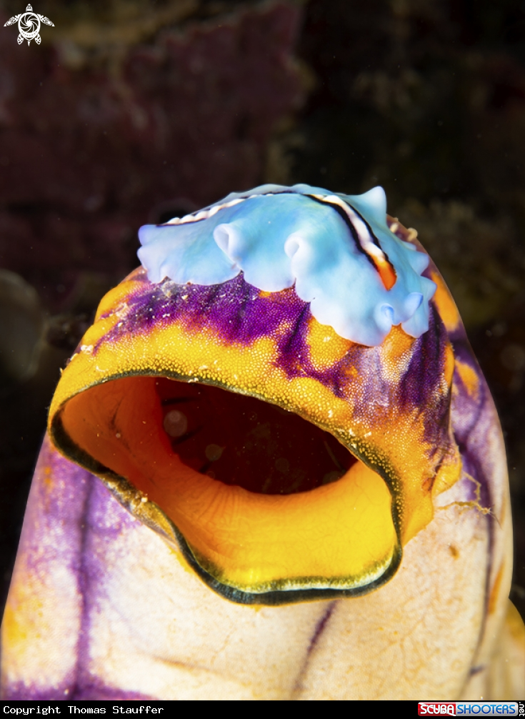A orange tipped flatworm