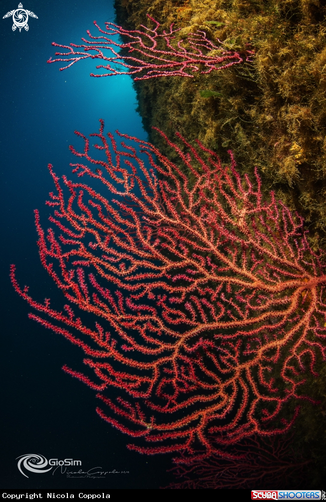 A Paramuricea clavata