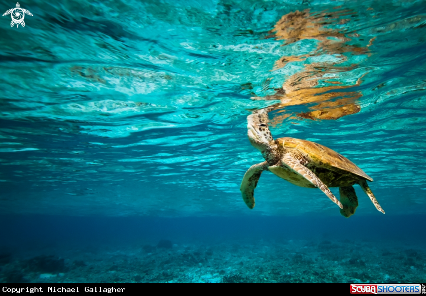 A Green Sea Turtle 