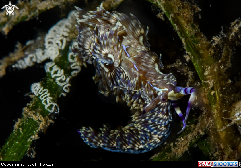 A  Pteraeolidia semperi