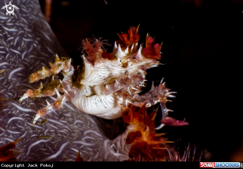 A Candy crab