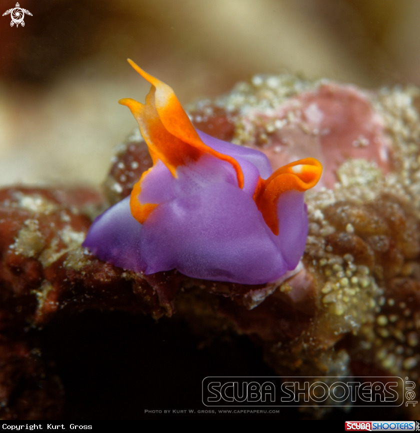 A Head-shielded slug