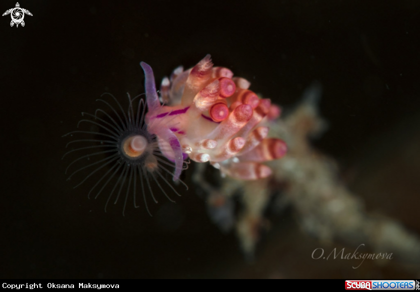 A Nudibranch Coryphellina rubrolineata