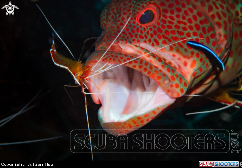 A Grouper