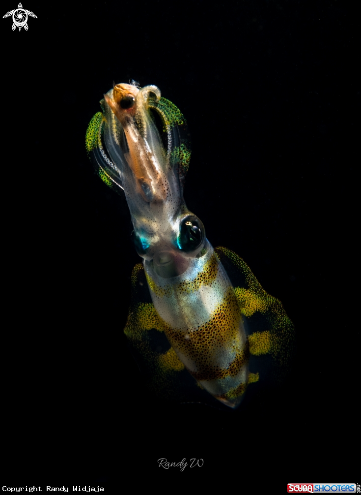 A Squid