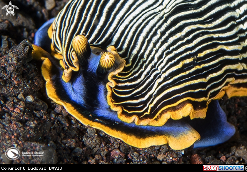 A Armina Nudibranch
