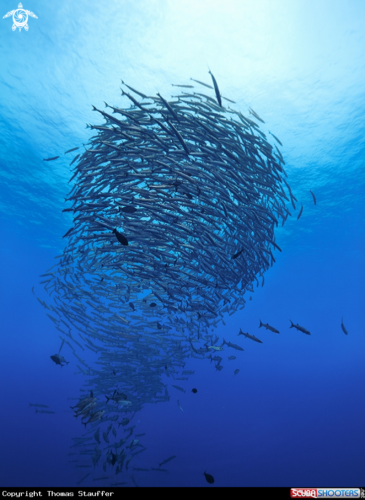 A blackfin barracuda
