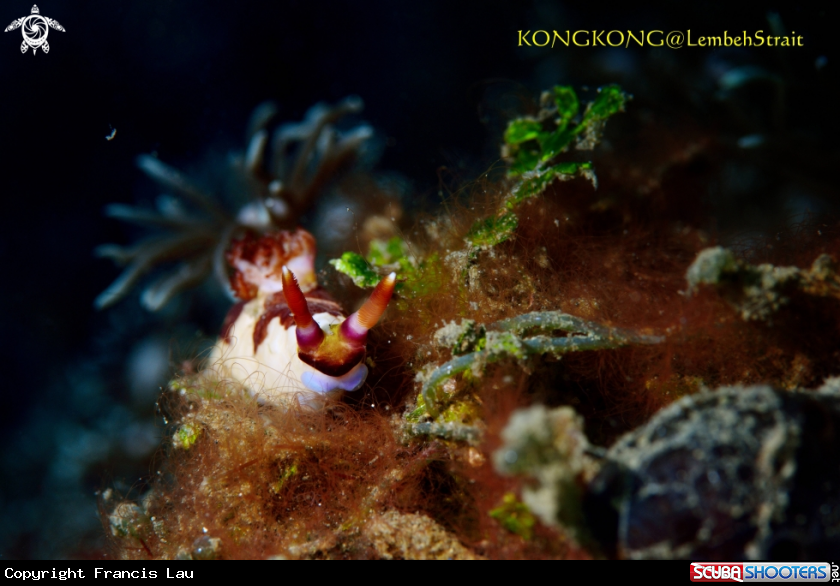 A Nudibranch