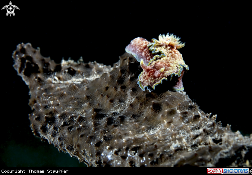 A Glossodoris cincta