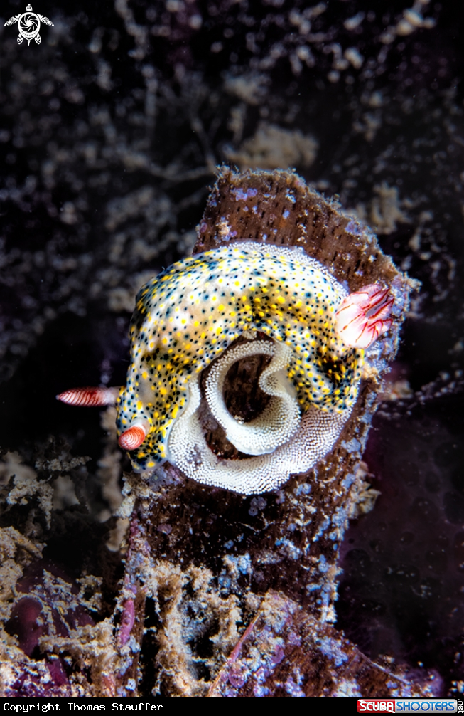 A Hypselidoris obscura 
