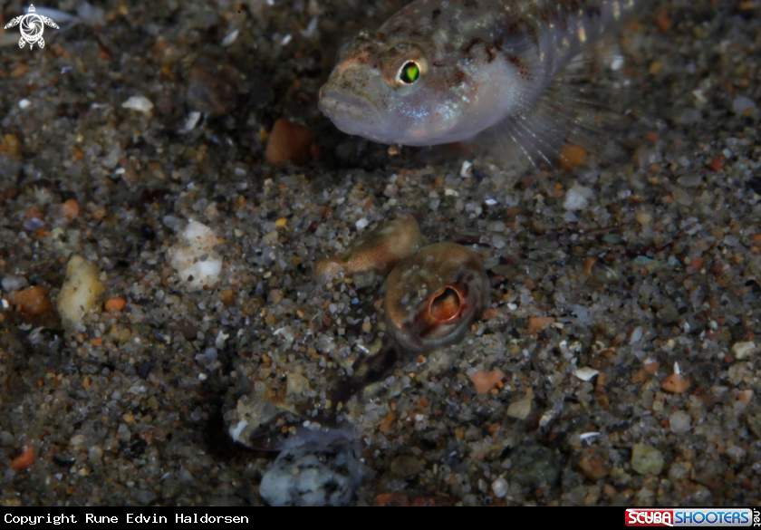 A Goby on Dragonet