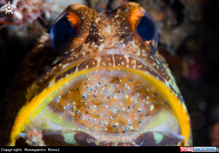 A Jawfish