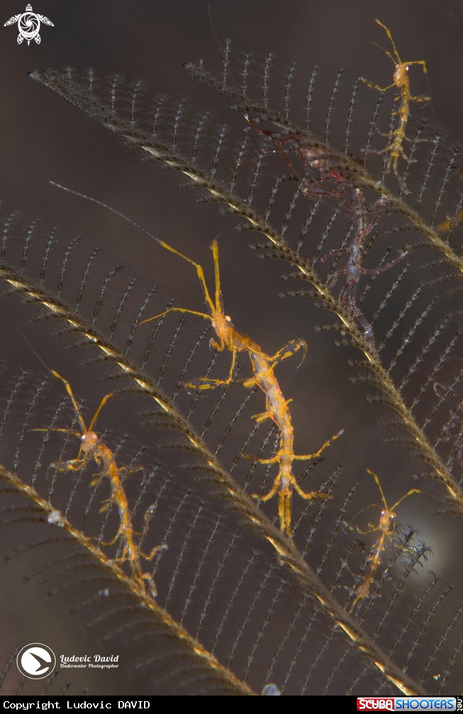 A Skeleton Shrimp