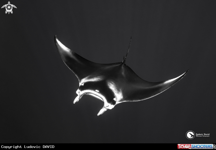 A Reef Manta