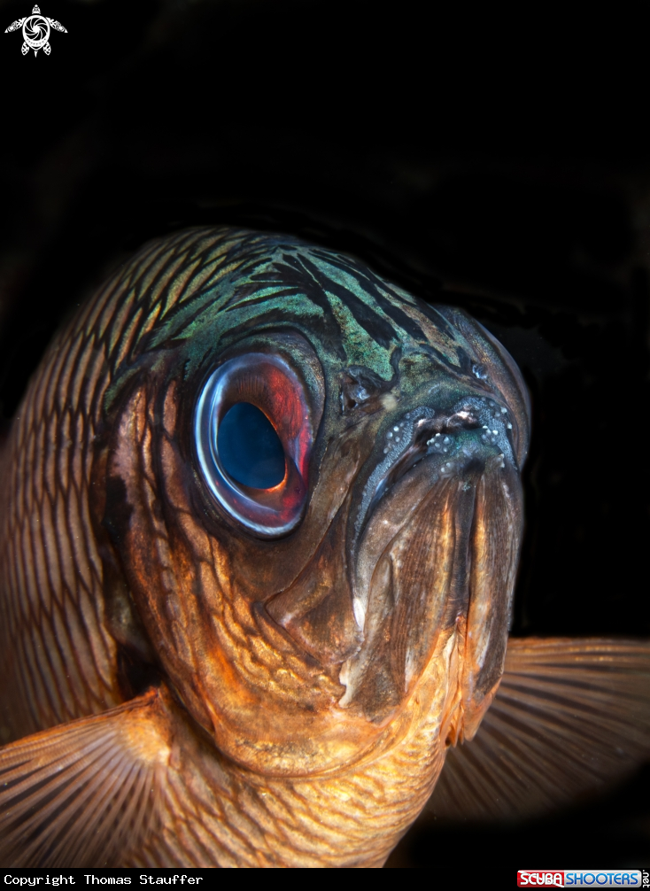 A shadowfin soldierfish